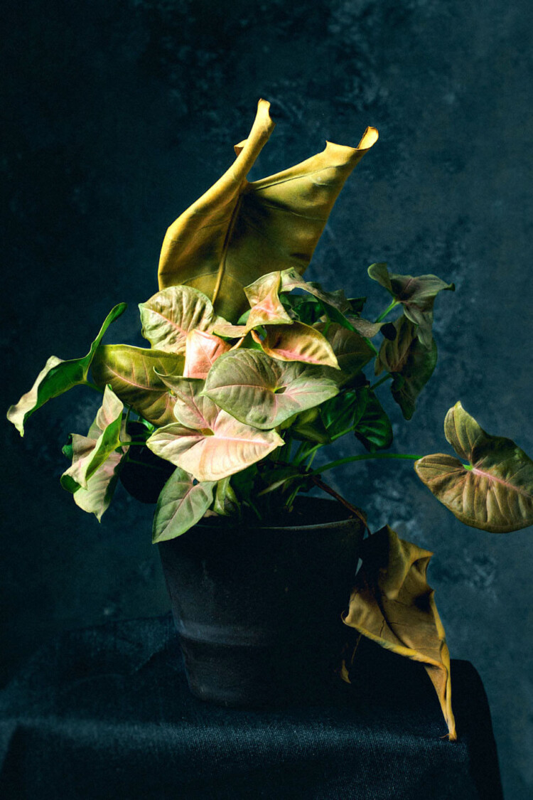 el gardenista product content creation