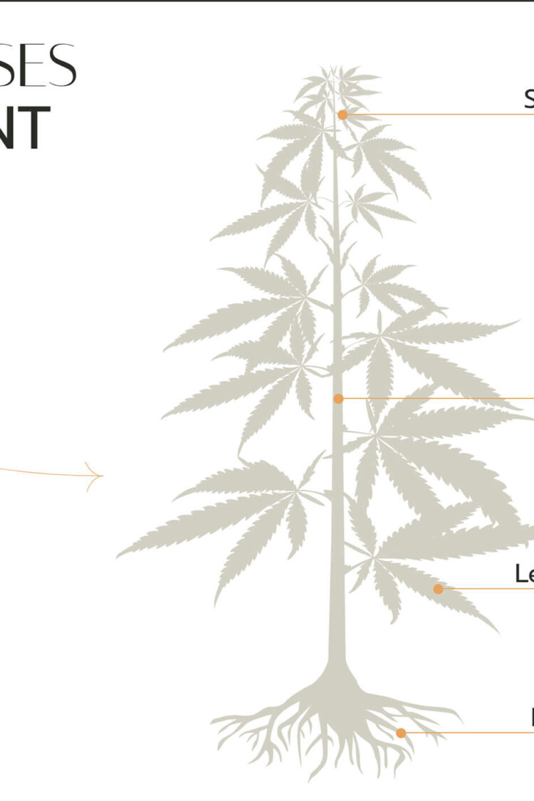 marijuana explain page