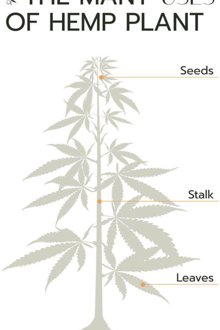 marijuana explain page mobile